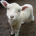 人狼ゲームについて調べてみたよ。まとめ