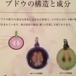 ワイン展に行ってみた。その4。ぶどうの構造と成分