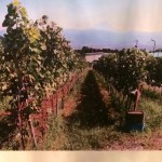 ワイン展に行ってみた。その5。一次発酵