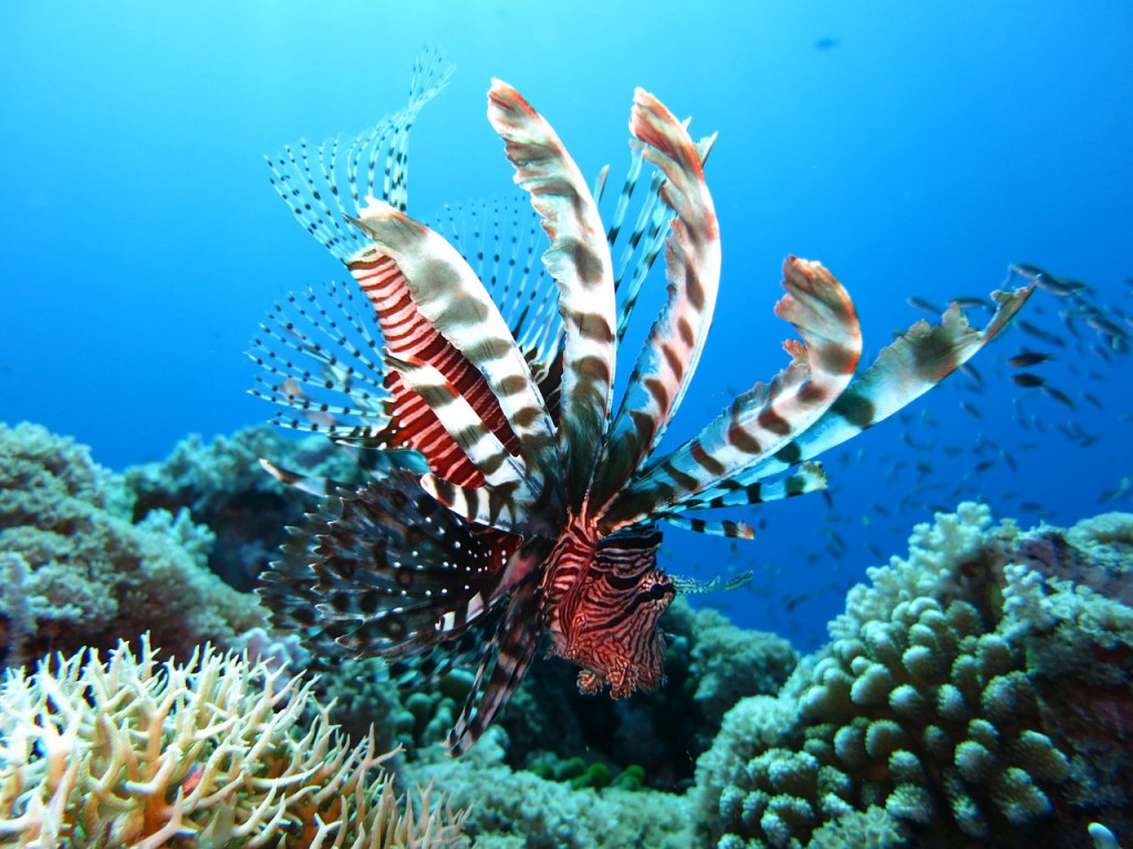lionfish-1430225_1280