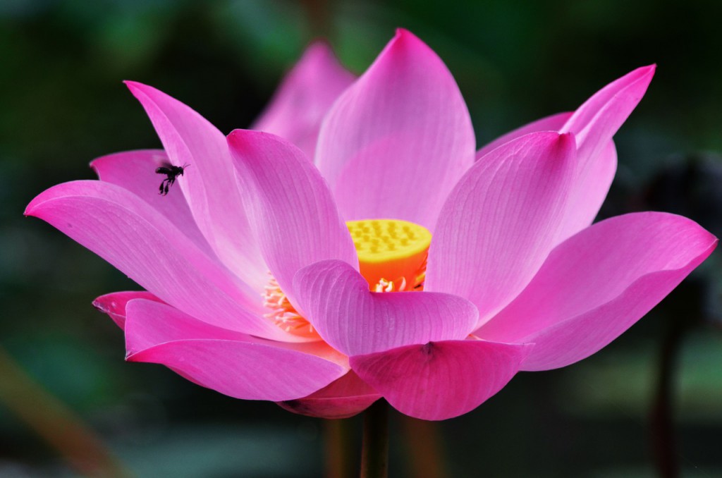lotus-1688896_1280